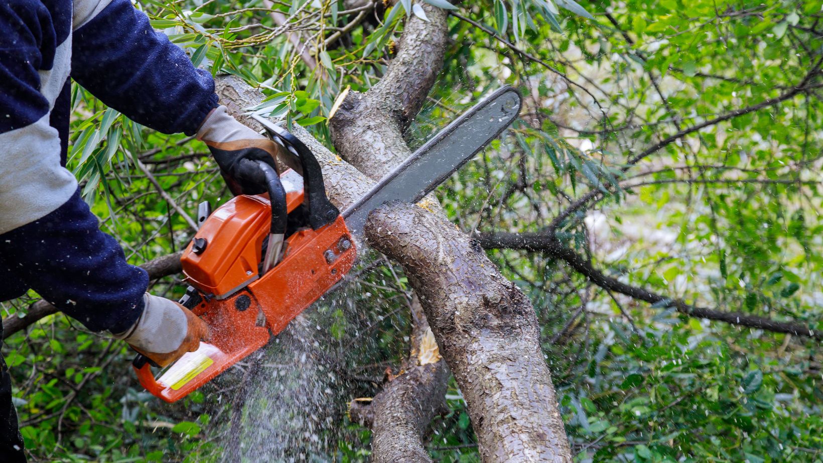 The Benefits of Hiring a Professional Tree Trimming Service ...